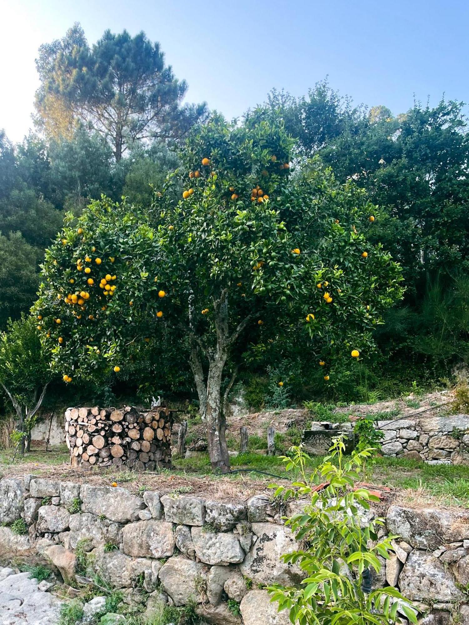 Nascente, Place In Nature Next To A Waterfall Loureiro  Extérieur photo